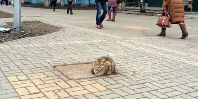 Kucing Itu Setahun Mendekam di Pinggir Jalan, Ternyata...