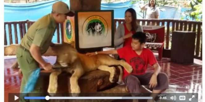 Dituding Bius Bayi Singa, Ini Kata Taman Safari Bogor