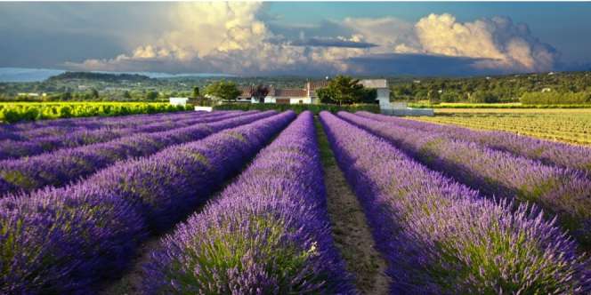 10 Taman Bunga Paling Indah di Dunia