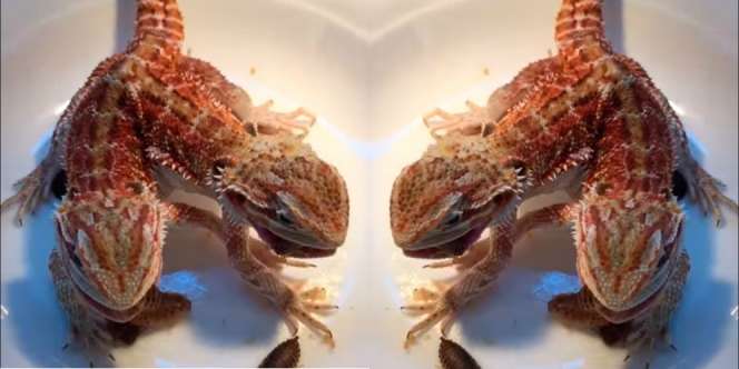 Subhanallah...Kadal Berkepala Dua Gegerkan Warga