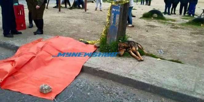 Anjing Itu Tak Beranjak dari Jasad Majikannya, Ternyata...