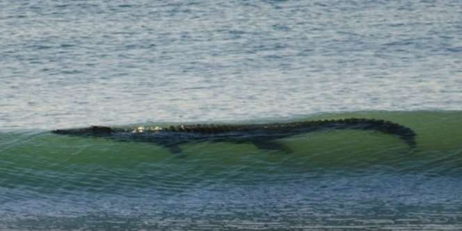 Buaya Raksasa Teror Pantai Lampung, Wisatawan Diminta Waspada