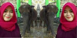 Innalillahi, Dokter di Wonogiri Tewas Terinjak Gajah