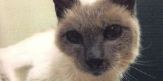Fakta Menarik Kucing Tertua di Dunia