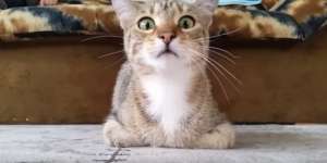 Dijamin Ngakak! Ekspresi Tegang Kucing Nonton Film Horor