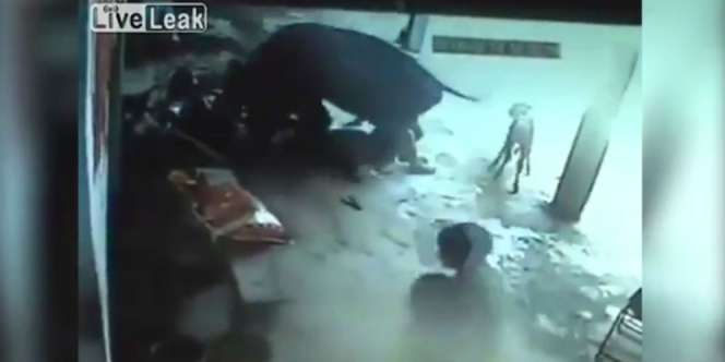 `Dendam` Seekor Sapi, Serang Dua Pembunuh Gadis