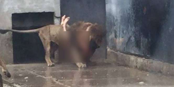 Pemuda Telanjang Loncat ke Kandang Singa, Ternyata...