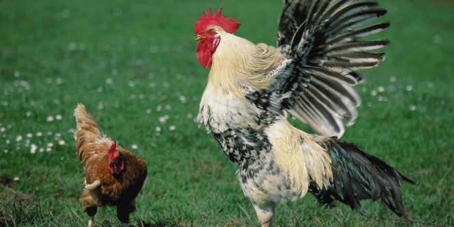 Pelihara Ayam Berujung Penjara