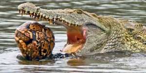 Buaya Besar Ini Coba Telan Kura-kura, Apa yang Terjadi?