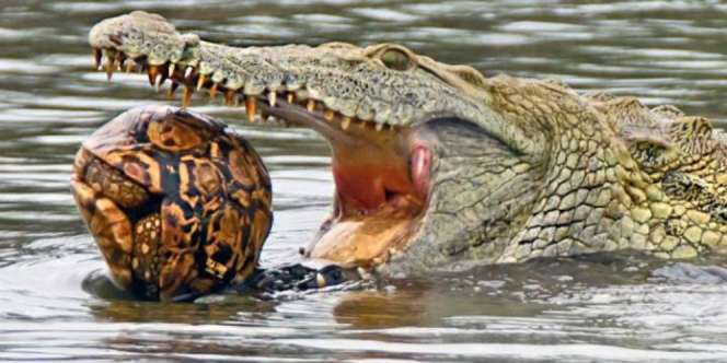 Buaya Besar Ini Coba Telan Kura-kura, Apa yang Terjadi?
