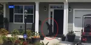 Video Detik-detik Buaya Raksasa Dobrak Pintu Rumah Warga