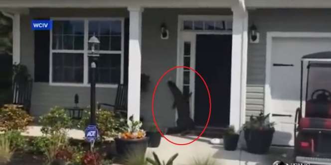 Video Detik-detik Buaya Raksasa Dobrak Pintu Rumah Warga