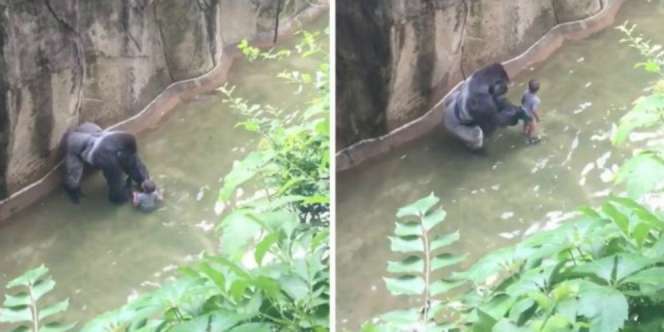 Bocah Jatuh ke Kolam, Diseret Gorila Lalu....