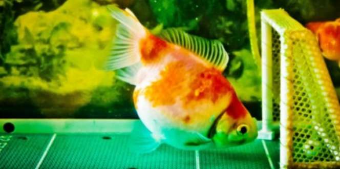 Ikan Kesayangan Kena Tumor, Pria Ini Relakan Rp3,9 Juta