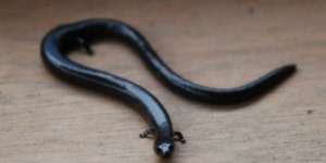 Inilah Binatang Pembawa Pesan Kiamat