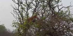 Harimau Dikerjai Kera Layaknya `Tom and Jerry`