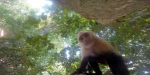 Lucu, Aksi Monyet Capuchin Narsis dengan GoPro