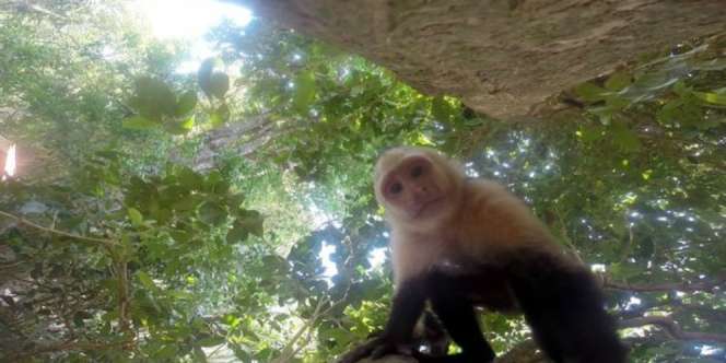 Lucu, Aksi Monyet Capuchin Narsis dengan GoPro