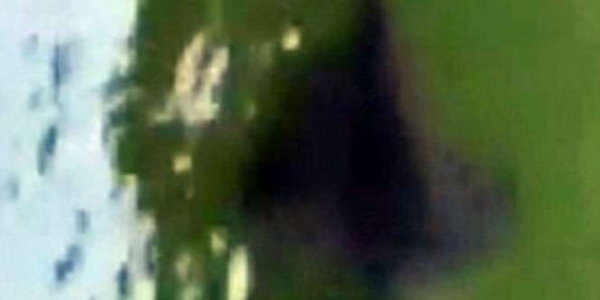 Turis Panik, Hewan Misterius Muncul di Kanal