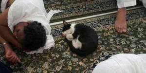 Subhanallah, Lihat yang Dilakukan Kucing Itu di Masjidil Haram