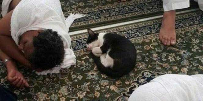 Subhanallah, Lihat yang Dilakukan Kucing Itu di Masjidil Haram