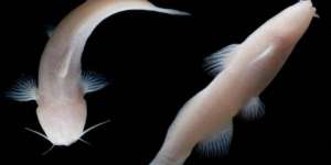 Geger Penemuan Ikan Lele Aneh Tanpa Mata