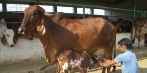 Wow.. Urine Sapi Ini Mengandung Emas!