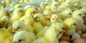 Bill Gates Bantu Dunia dengan Anak Ayam