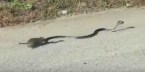 Perlawanan Sengit Tikus dengan Ular, Siapa yang Menang?