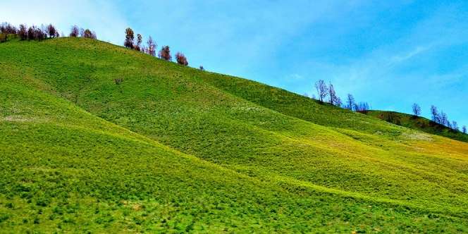 Pesona Bukit Teletubbies di Taman Nasional Bromo