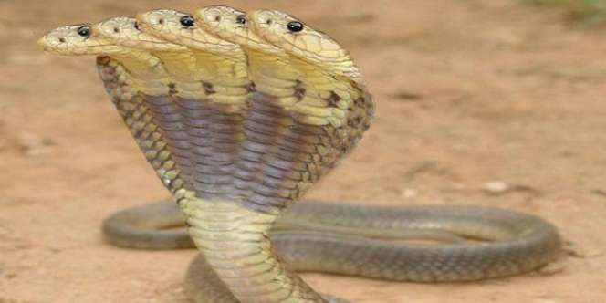 Misteri Ular Tinnin di Alam Kubur