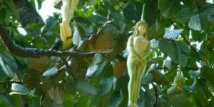 Misteri Pohon dengan Buah Menyerupai Tubuh Wanita