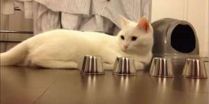 Kucing Pintar Main Tebak-tebakan, Selalu Benar!