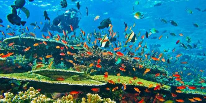 Gaungkan Wisata Bawah Laut Lewat Indonesian Woman In Diving
