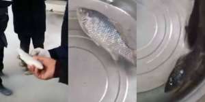 Detik-detik Ikan `Mati Suri` Hidup Kembali