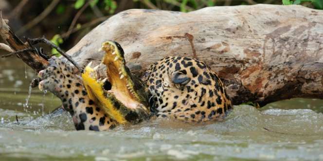 Pertarungan Mendebarkan Buaya Vs Jaguar, Siapa yang Menang?
