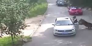 Keluar Mobil di Kebun Binatang, Wanita Diseret Harimau Lalu...