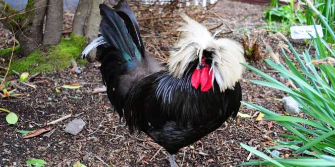 Petani Tolak Jual Ayam Meski Ditawar Rp64,58 Juta