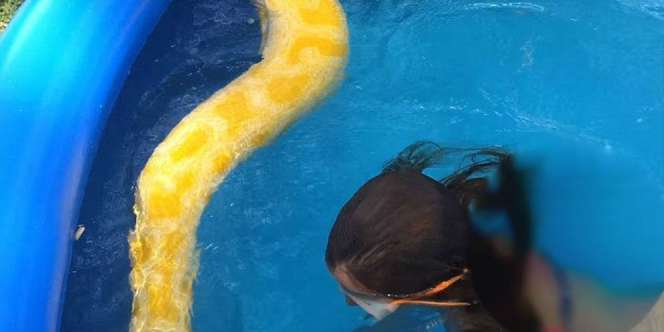 Ngeri, Cerita Gadis Remaja Berenang Bareng Ular Piton