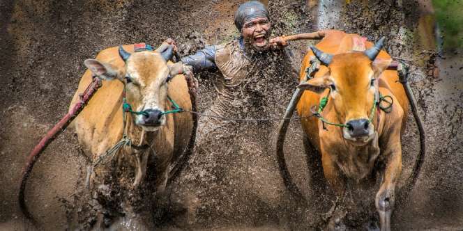 Pacu Jawi Tanah Datar, Ajang Tes Skill Fotografer