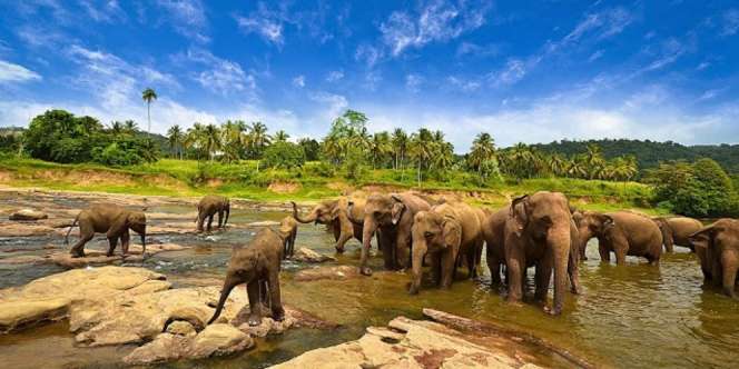 Way Kambas Resmi Ditetapkan Jadi Taman Warisan ASEAN