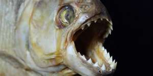 Benarkah Piranha Habisi Mangsanya Hingga Tulang-belulang?
