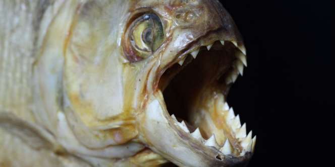 Benarkah Piranha Habisi Mangsanya Hingga Tulang-belulang?