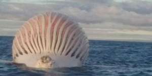 Balon Misterius di Tengah Laut, Saat Didekati...