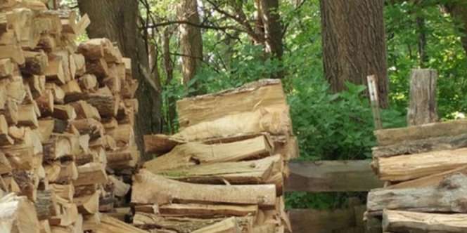 Ada Kucing di Tumpukan Kayu Ini, 99% Netizen Gagal Menemukan