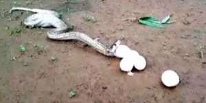 Kobra Itu Muntahkan 6 Telur Utuh dari Perutnya, Ternyata...