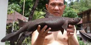 Ikan Langka Ditemukan di Manado, Hidup 300 Juta Tahun Silam?