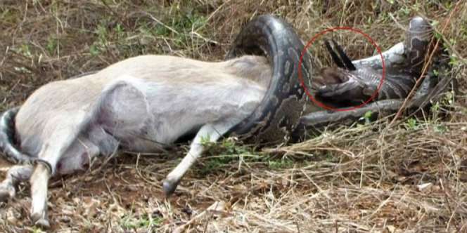 Asyik Menyantap Mangsa, Piton Ini Malah Tertancap Tanduk