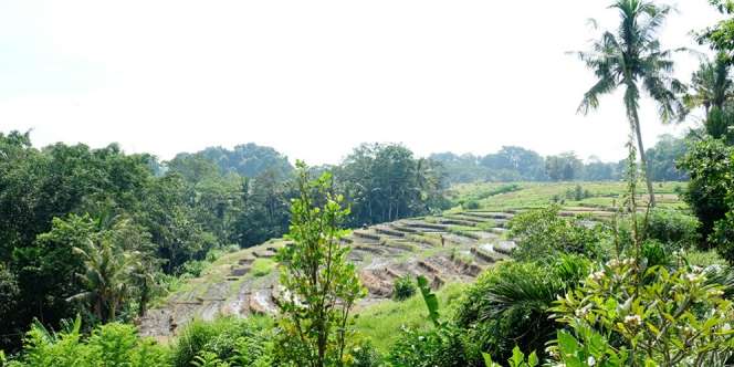 Keistimewaan Desa Nyambu di Tabanan Bali
