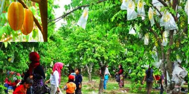Makan Belimbing Madu Sepuasnya, Cukup Bayar Rp1000